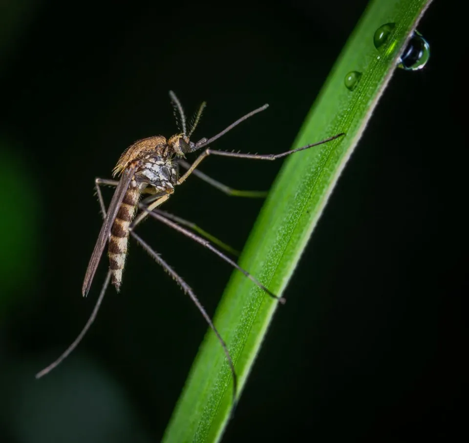 Mosquito — Pest Control
